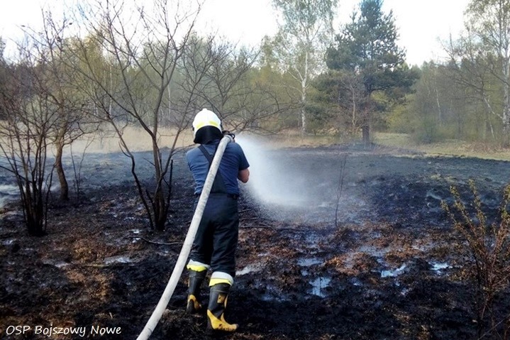 Na zdjęciu widzimy strażaka gaszącego pożar traw, zdjęciu wykonane przez OSP Bojszowy Nowe