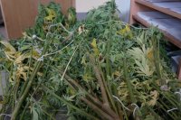 Zabezpieczone przez policjantów krzaki konopi indyjskich