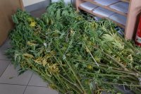 Zabezpieczone przez policjantów krzaki konopi indyjskich