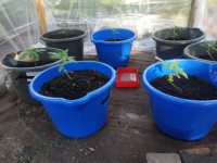 Ujawnione przez policjantów krzewy konopi indyjskich