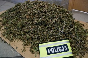 Zabezpieczona substancja w kolorze brunatno zielonym leży usypana w górę na kartonie. Na pierwszym planie znajduje się odblaskowa opaska z napisem POLICJA