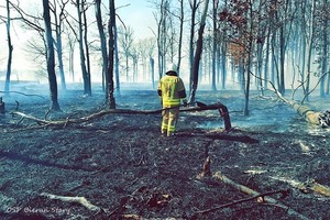 Na zdjęciu widzimy strażaka gaszącego pożar traw zdjęcie wykonane przez OSP Bieruń Stary