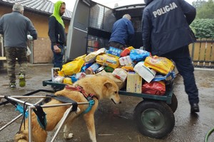 Na zdjęciu widzimy pieska na wózku oraz karmę jaką zebrali bieruńscy policjanci