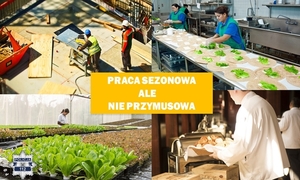 Na zdjęciu widzimy napis Praca sezonowa, ale nie przymusowa