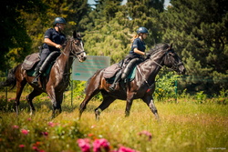 Policyjne wierzchowce od lat wspierają śląską Policję
