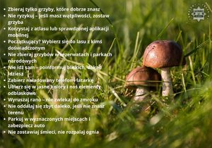 Bezpieczeństwo podczas grzybobrania – apelujemy o rozwagę w lesie