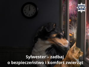 Na zdjęciu widzimy psa i kota oraz napis Sylwester – zadbaj o bezpieczeństwo i komfort zwierząt